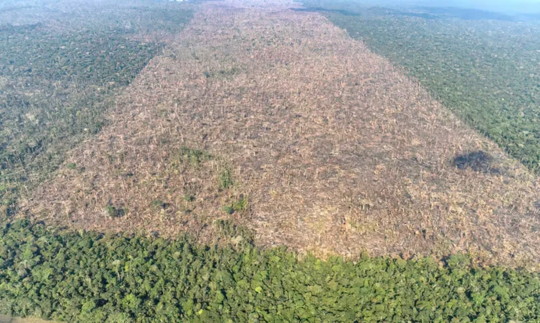 MMA e Inpe lançam sistema para monitoramento diário da Amazônia