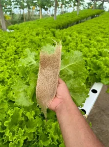 Calor pode inviabilizar o cultivo de alface em campo aberto no Brasil até o fim do século 84 alface embrapa mao segurando raiz