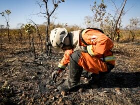 bombeiro cena de crime ambiental queimada christiano antonucci secom