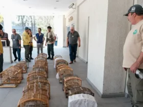 Tráfico no RJ resulta em resgate de 700 animais e prisão de 45 pessoas