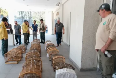 Tráfico no RJ resulta em resgate de 700 animais e prisão de 45 pessoas