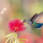 Primavera chega ao país com calor intenso e chuvas irregulares