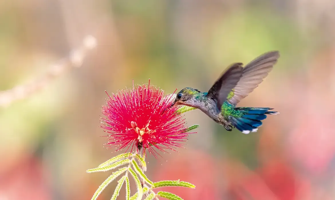 Primavera chega ao país com calor intenso e chuvas irregulares