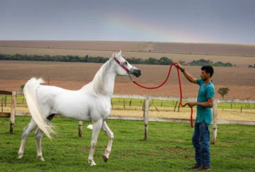 equideocultura treinamento cavalo