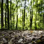 Produção Florestal Cresce 16,7% e Alcança R$ 44,3 Bi em 2024