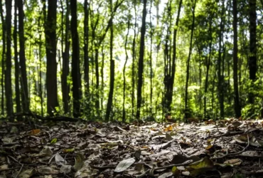 Produção Florestal Cresce 16,7% e Alcança R$ 44,3 Bi em 2024