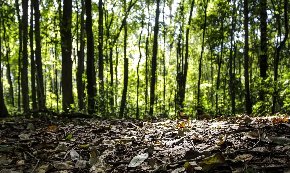 Produção Florestal Cresce 16,7% e Alcança R$ 44,3 Bi em 2024