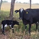 inseminacao 2