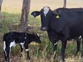 inseminacao 2