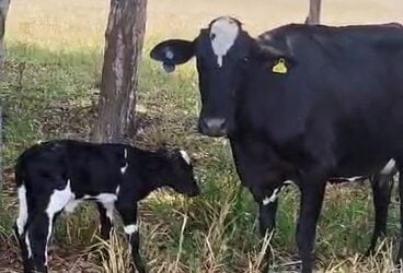 inseminacao 2