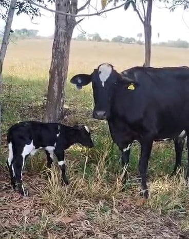 inseminacao 2
