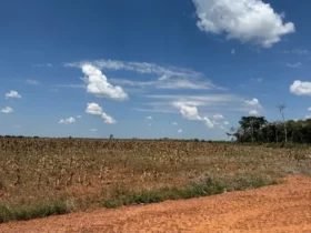 lavoura de milho colhida area de plantio carbono embrapa