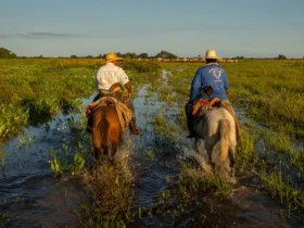 pantanal cheia cavaleiros