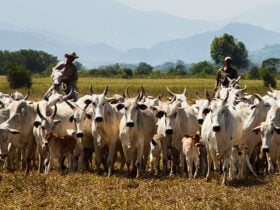 pecuaria gado
