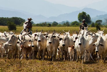 pecuaria gado