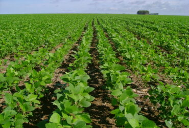 plantacao de soja aprosoja