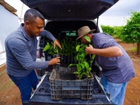 Prefeitura entrega mais de 880 mudas cultivadas no Horto Municipal