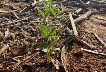 soja plantacao
