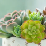 suculentas