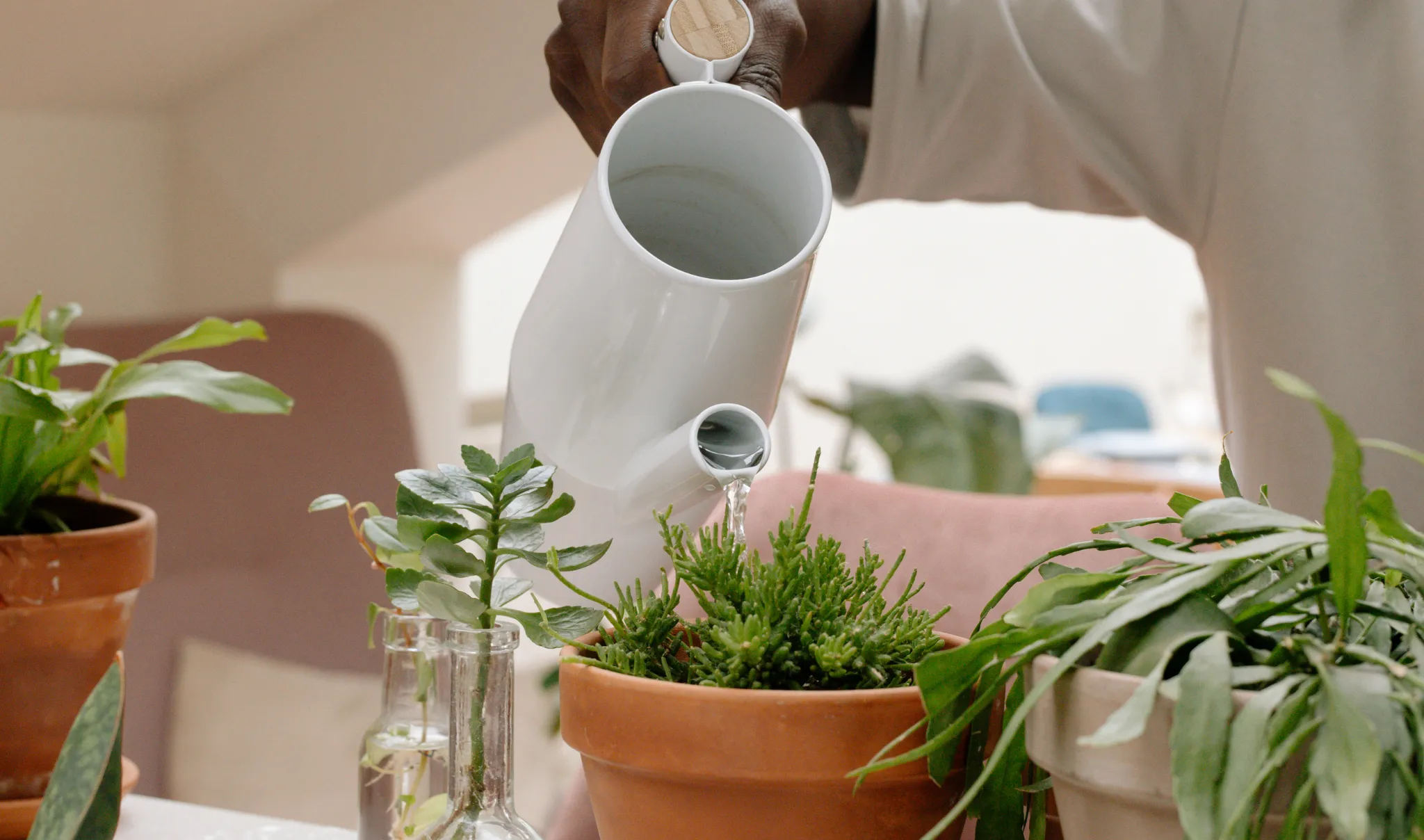Como plantar suculentas em casa: guia completo para iniciantes 84 suculentas-regando
