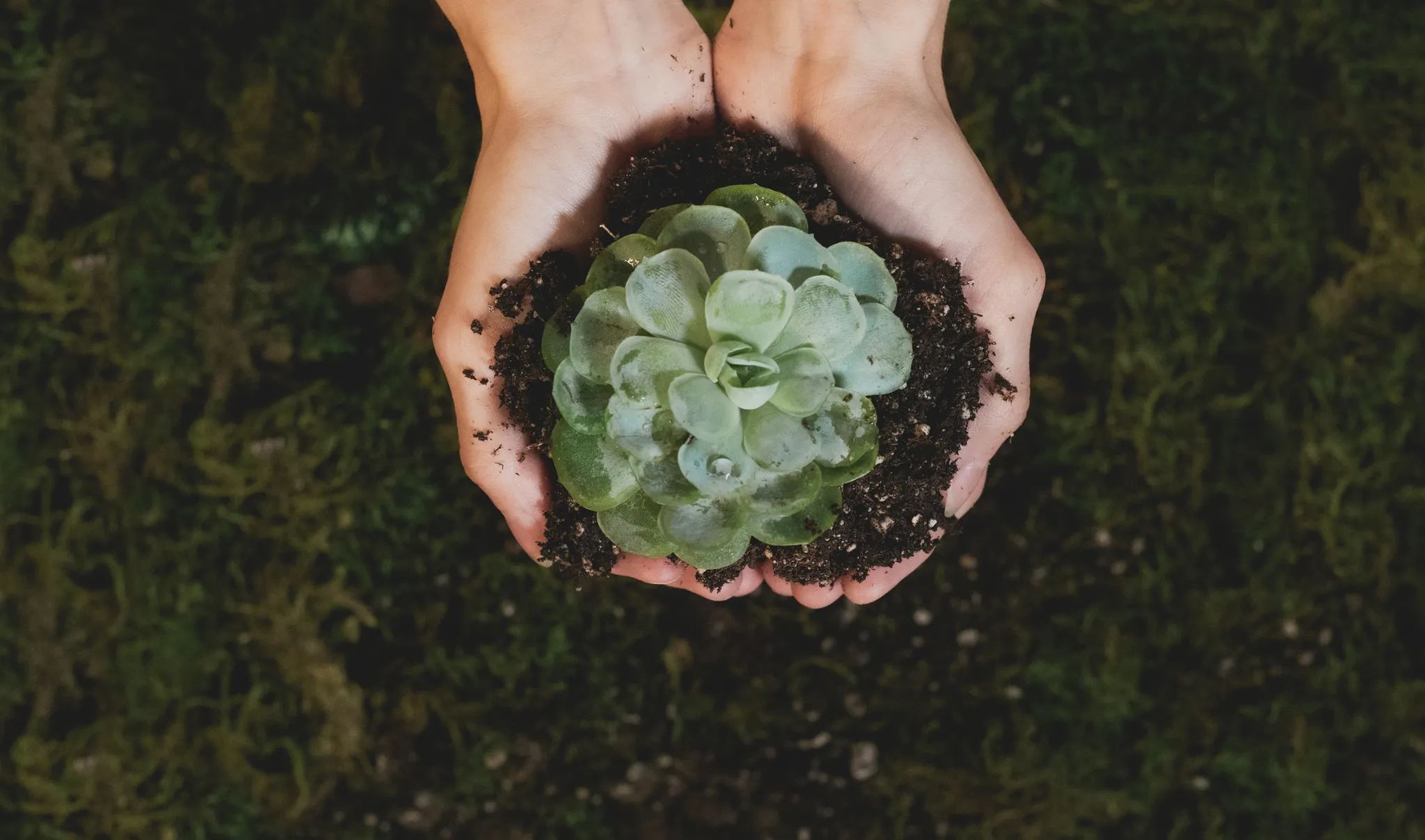 Como plantar suculentas em casa: guia completo para iniciantes 83 suculentas solo