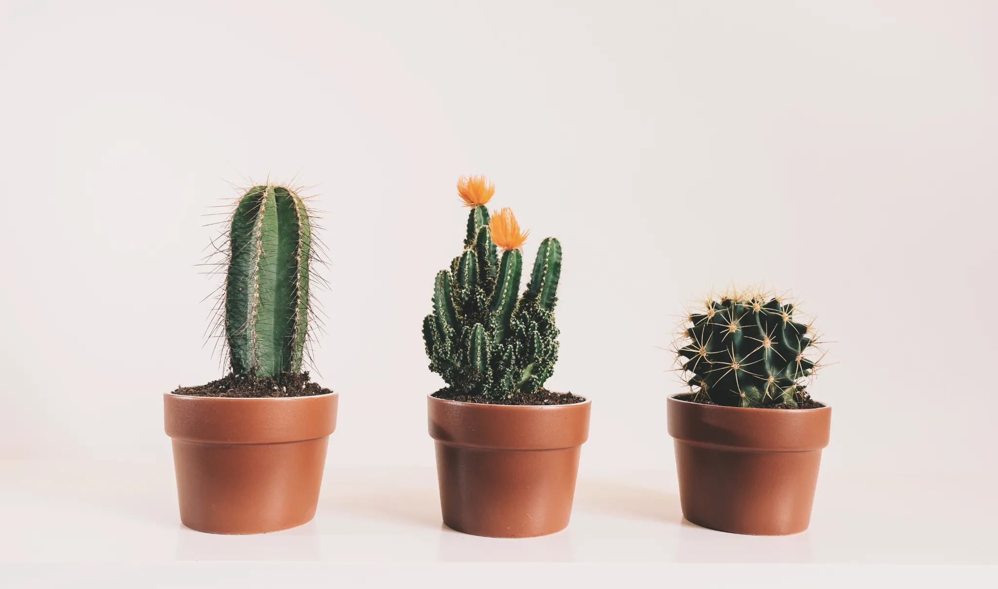 Como plantar suculentas em casa: guia completo para iniciantes 82 suculentas vaso