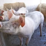 Suinocultura em Tapurah impulsiona Mato Grosso no cenário nacional