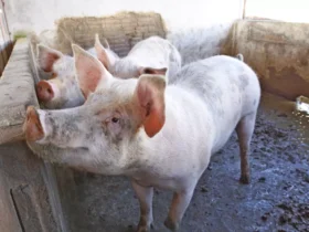 Suinocultura em Tapurah impulsiona Mato Grosso no cenário nacional