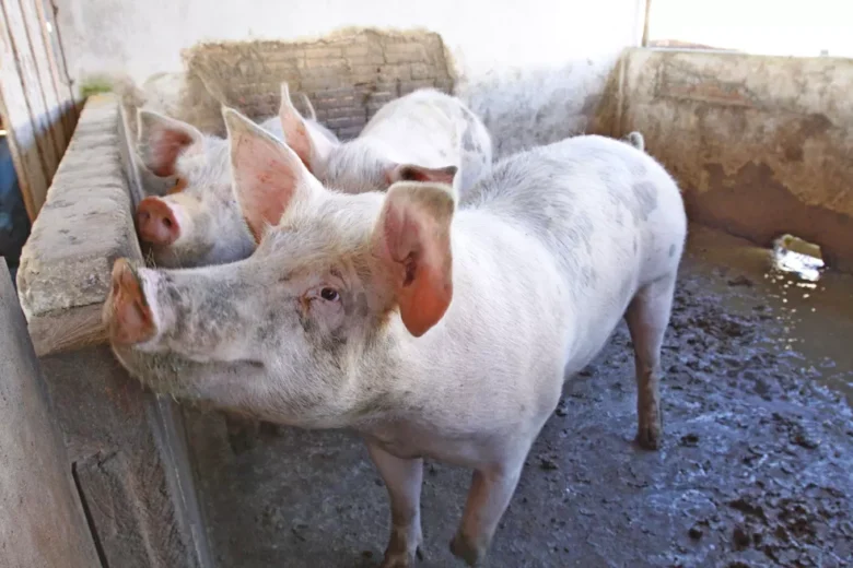 Suinocultura em Tapurah impulsiona Mato Grosso no cenário nacional