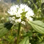 vassourinha de bota fernanda ikeda