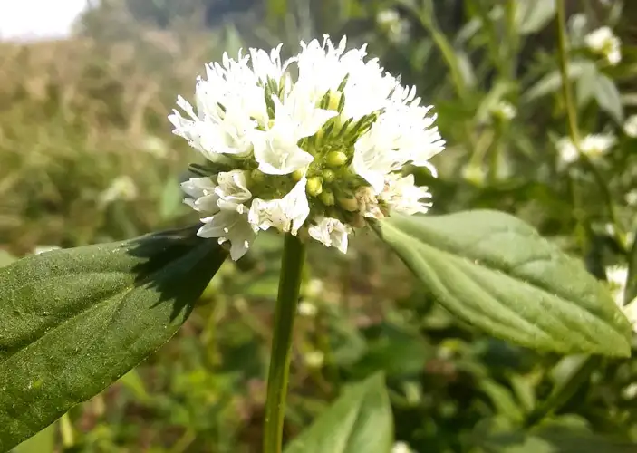 vassourinha de bota fernanda ikeda