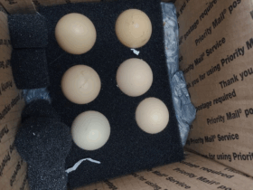Vigiagro retém ovos in natura enviados por remessa postal dos EUA sem autorização