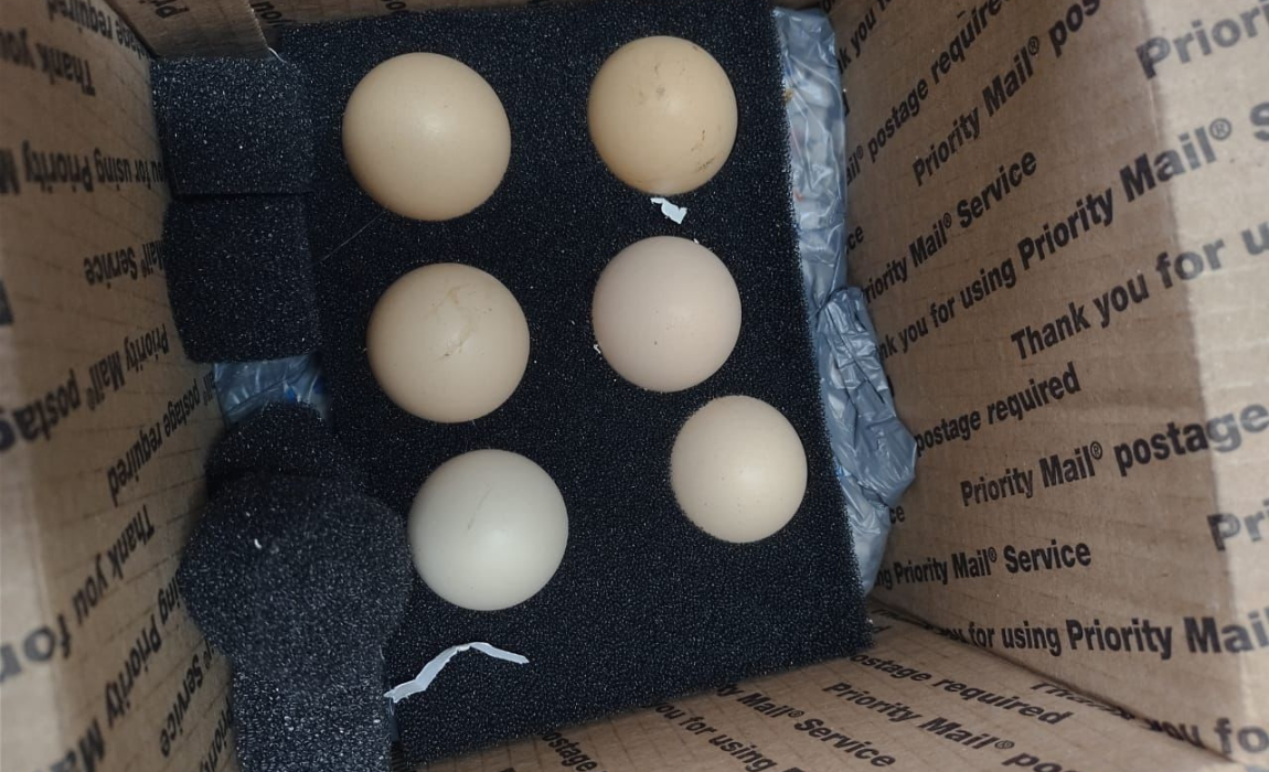 Vigiagro retém ovos in natura enviados por remessa postal dos EUA sem autorização