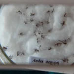 Butantan padroniza nomenclatura global do vírus da dengue para aprimorar vigilância genômica