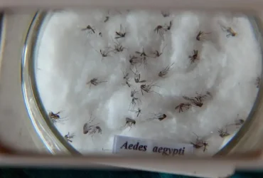 Butantan padroniza nomenclatura global do vírus da dengue para aprimorar vigilância genômica