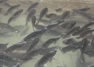 251007 MercadoInternacionalTilapia Manoel Pedroza tilapias no tanque
