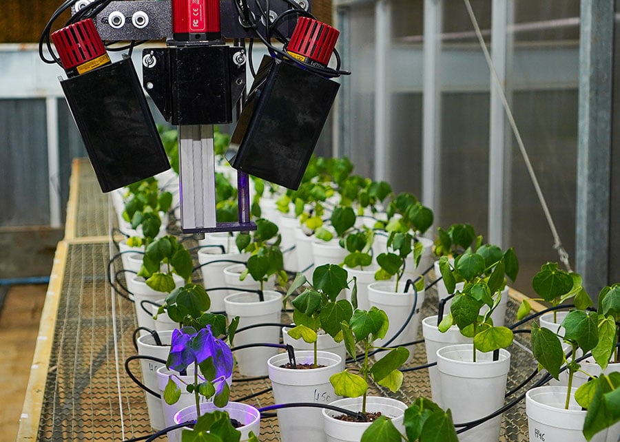 Robô usa luz para diagnóstico precoce de doença em algodão e soja 83 251014 RoboDiagnosticoDoencasAlgodao Wilson Aiello captacao da planta