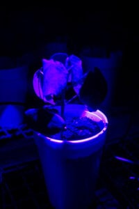 Robô usa luz para diagnóstico precoce de doença em algodão e soja 84 251014 RoboDiagnosticoDoencasAlgodao Wilson Aiello ultra violeta