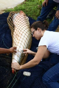 Manejo: Cápsulas de alho mostram resultados eficazes contra parasitas do pirarucu 82 251021 CapsulasAlhoPirarucu Siglia Souza Patricia Maciel manejando pirarucu