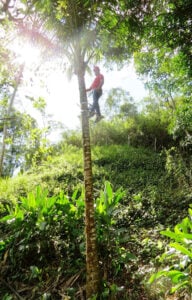 251021 QualidadeSementes Embrap Coleta e manejo de sementes florestais