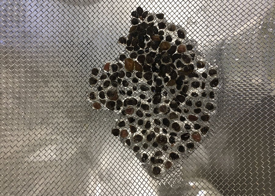 Pesquisa investe em sementes florestais para restaurar três biomas brasileiros 82 251021 QualidadeSementes Isabelly Sedano