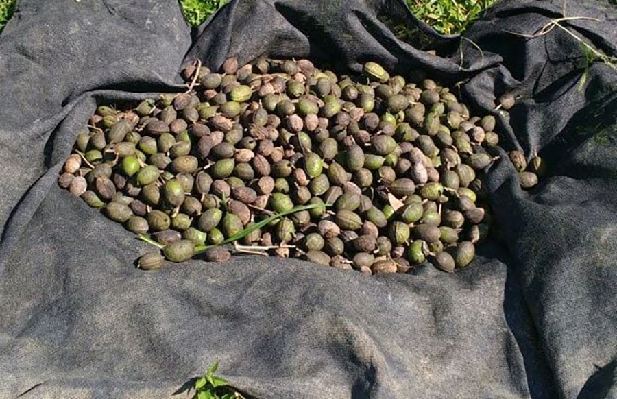 Pesquisa investe em sementes florestais para restaurar três biomas brasileiros 87 251021 QualidadeSementes Juliana Freire Sementes de angelim doce especie Mata Atlantica Cerrado e Caatinga usada em pomar de sementes no RJ