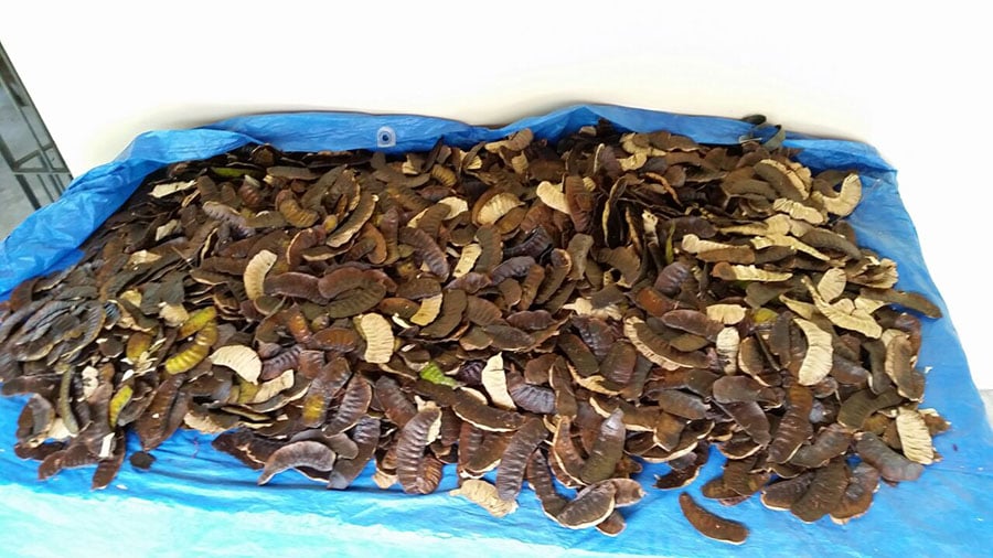 Pesquisa investe em sementes florestais para restaurar três biomas brasileiros 85 251021 QualidadeSementes Nelson Barbosa fruto de Melanoxylon brauna 2