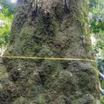 Jequitibá-rosa centenário é descoberto em parque do Rio de Janeiro