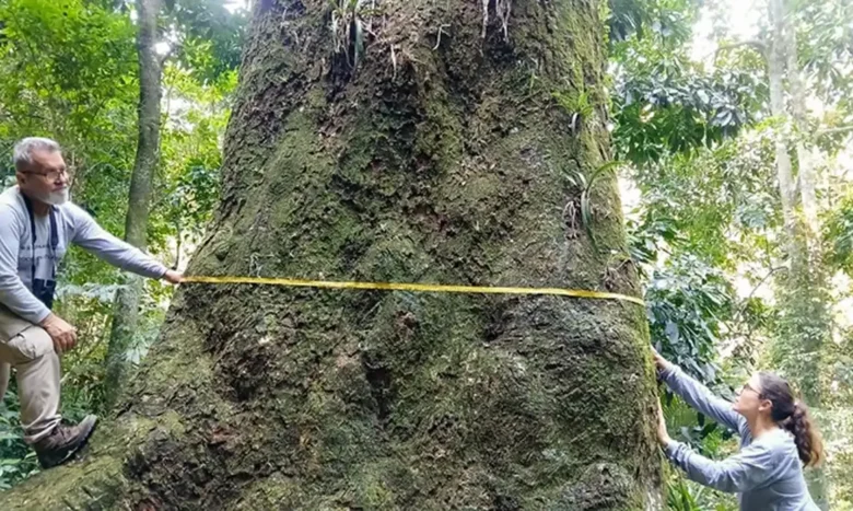 Jequitibá-rosa centenário é descoberto em parque do Rio de Janeiro