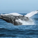 Tecnologia impulsiona festival que une ciência e meio ambiente no audiovisual