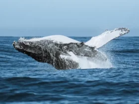 Tecnologia impulsiona festival que une ciência e meio ambiente no audiovisual