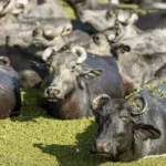 Fazenda de búfalos no Marajó planeja universidade de pesquisa