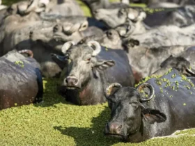 Fazenda de búfalos no Marajó planeja universidade de pesquisa
