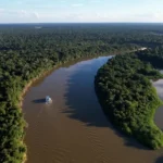 Extrativismo sustentável impulsiona preservação na Amazônia e garante renda local
